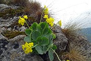 65 Primula orecchia d'orso (Primula auricola),